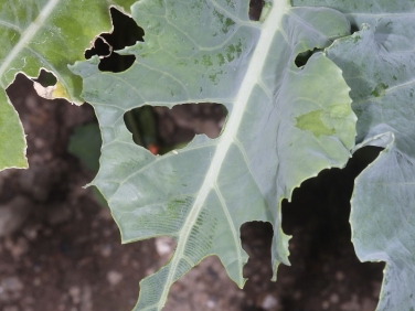 caterpillar feeding damage to brassica leaf