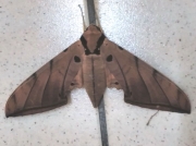 Hawkmoth-Ambulyx-species-unconfirmed-Malaysia