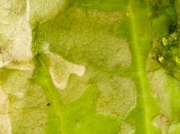 Fenestration of leaves caused by tiny caterpillars