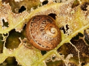 garden snail pest Helix aspersa