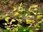 Japanese Knotweed (Fallopia japonica)