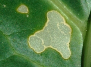 Vegetable leaf damage caused by newly hatched caterpillars
