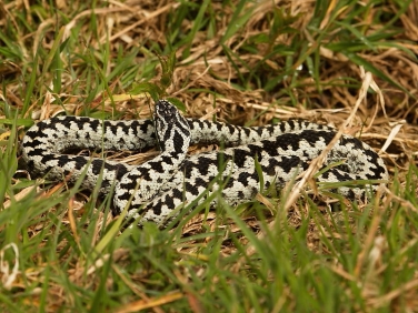 Adder (Vipera berus) - male