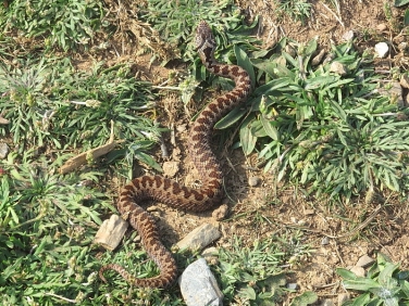 Adder (Vipera berus) - female