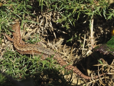 Common Lizard or Viviparous Lizard (Zootoca vivipara)