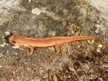 possibly Palmate Newt (Lissotriton helveticus) - juvenile