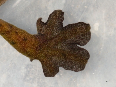 Palmate Newt (Lissotriton helveticus) - male foot