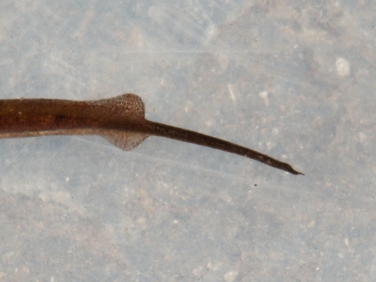 Palmate Newt (Lissotriton helveticus) - male tail
