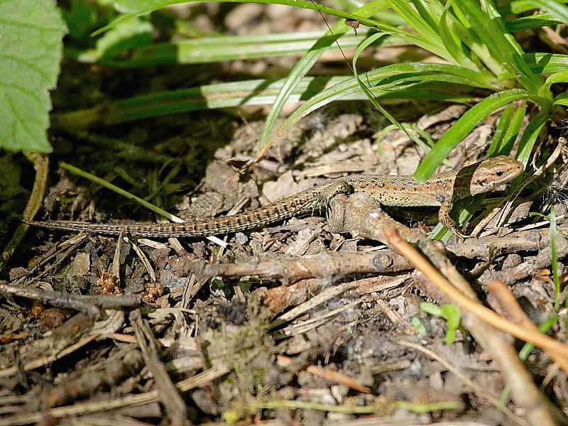 Common Lizard or Viviparous Lizard (Zootoca vivipara)