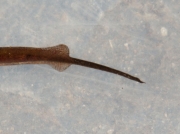 Palmate Newt (Lissotriton helveticus) - male tail
