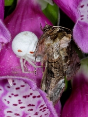 Crab Spider (Misumena vatia) eating The Spectacle (Abrostola tripartita) moth