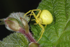 British Spiders