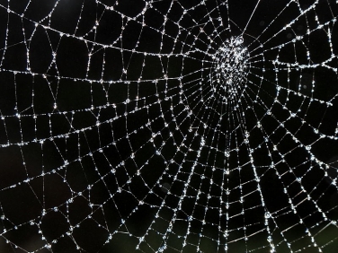 a spider's web