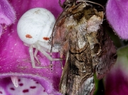 Crab Spider (Misumena vatia) eating The Spectacle (Abrostola tripartita) moth