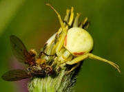 Crab Spider (Misumena vatia) eating Yellow Dung Fly (Scathophaga stercoraria)