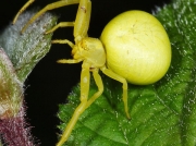 Crab Spider (Misumena vatia)