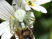 Crab Spider (Misumena vatia) eating Rhingia campestris hoverfly