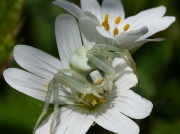 Crab Spider (Misumena vatia)