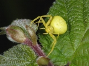 Crab Spider (Misumena vatia)