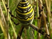 wasp-spider-29918