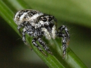 Zebra Spider (Salticus scenicus)