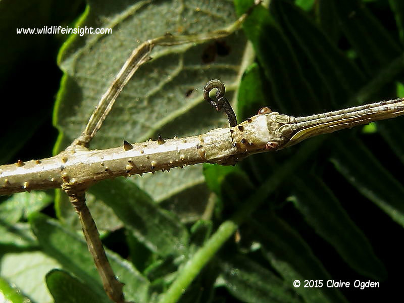  Prickly Stick-insect (Acanthoxyla geisovii) Kennack Sands, The Lizard, Cornwall © 2015 Claire Ogden 