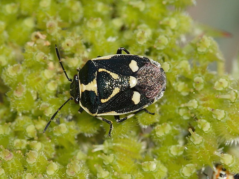 Brassica or Cabbage Bug (Eurydema oleracea)