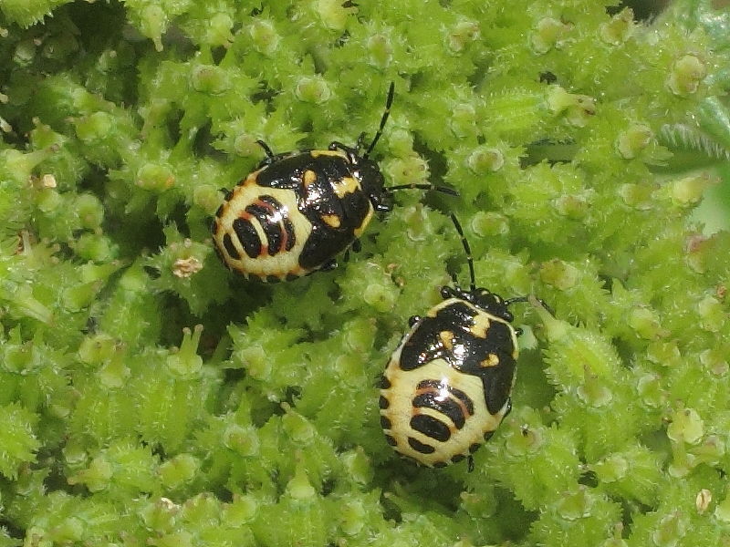 Brassica Bug (Eurydema oleracea) - nymph