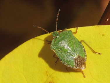 Green Shieldbug (Palomena prasina) - adult