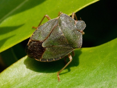 Green Shieldbug (Palomena prasina) - adult