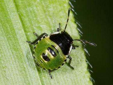 Green Shieldbug (Palomena prasina) - 2nd instar nymph