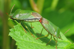 British Bugs