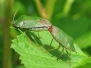 British Bugs