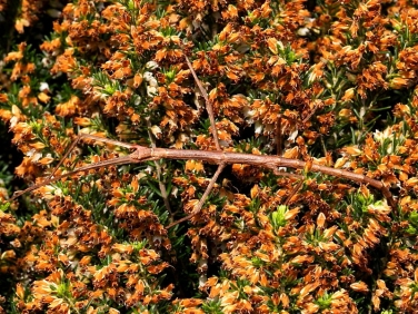 Unarmed Stick-insect (Acanthoxyla inermis) - brown form