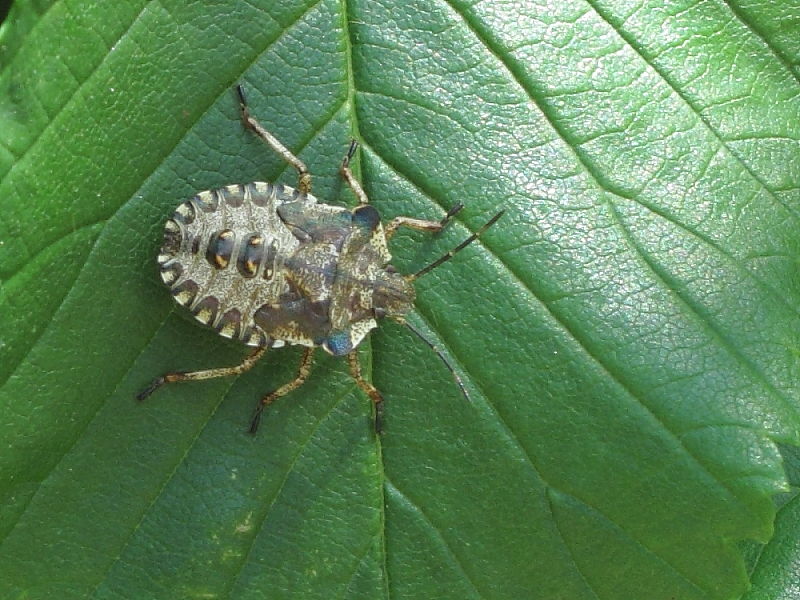 Forest Bug final instar nymph