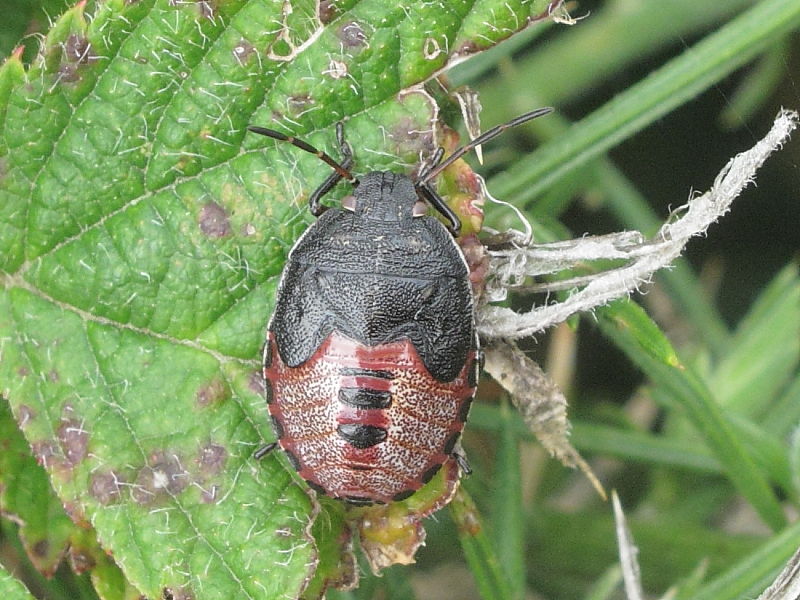 Gorse Shieldbug (Piezodorus lituratus) - final instar nymph