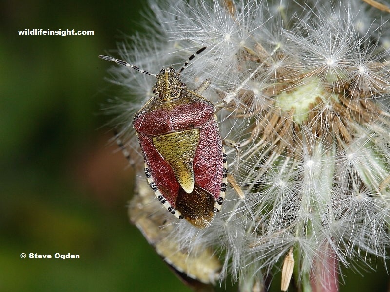 Sloe Bug in Cornish garden - photo Steve Ogden