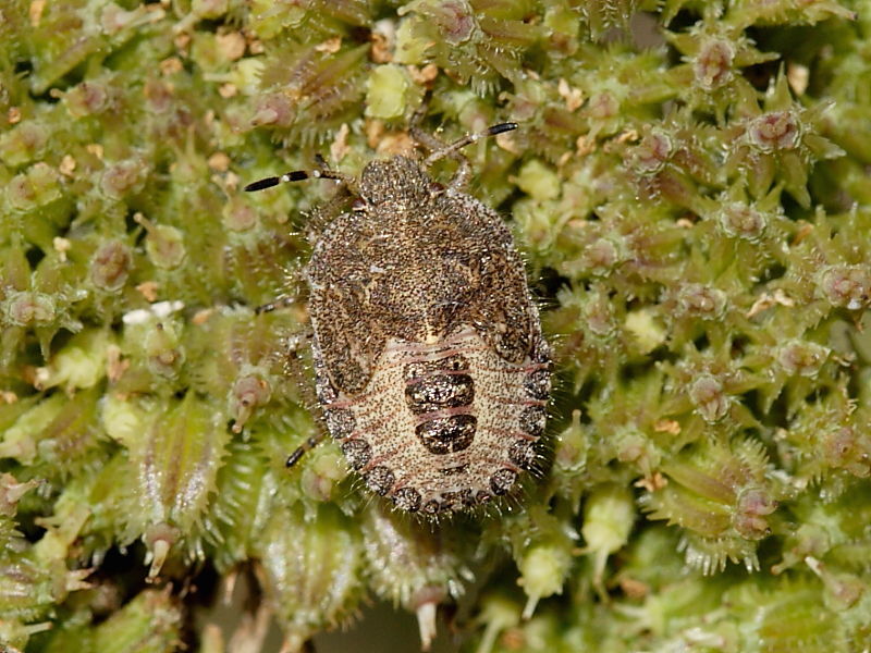 Sloe Bug (Dolycoris baccarum) - nymph