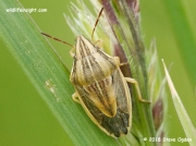 Bishop's Mitre Shieldbug (Aelia acuminata)
