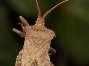 Dock Bug (Coreus marginatus) - adult
