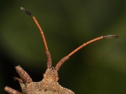 Dock Bug (Coreus marginatus) - antennae