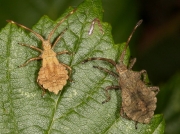 Dock Bug (Coreus marginatus) - mid and final instar
