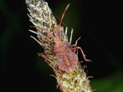 Dock Bug (Coreus marginatus) - late instar nymph