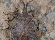 Boat Bug (Enoplops scapha) - adult