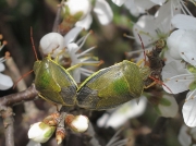 Gorse Shieldbug (Piezodorus lituratus) - mating