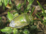 Gorse Shieldbug (Piezodorus lituratus) - spring adult