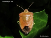 Green Shieldbug (Palomena prasina) - winter adult