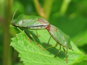 Green Shieldbug (Palomena prasina) - mating