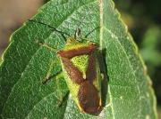 Hawthorn Shieldbug (Acanthosoma haemorrhoidale)