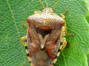 Parent Bug (Elasmucha grisea) female brooding eggs